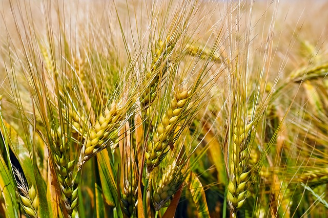 Pšenice na poli