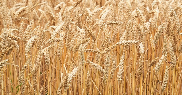 Zralá pšenice před sklizní